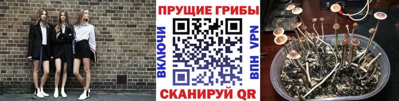 Галлюциногенные грибы Psilocybe  Купить закладки  Рассказово 